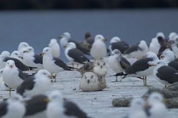 ウミネコ 茨城県 2019年3月3日(日)