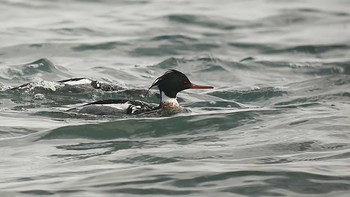 Red-breasted Merganser 平磯海岸 Fri, 3/1/2019