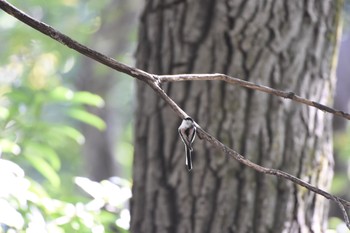 2017年11月12日(日) 明治神宮の野鳥観察記録