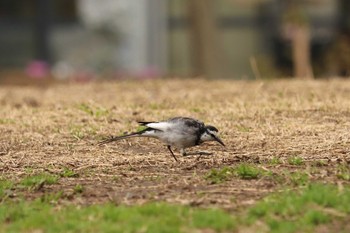 2019年3月6日(水) 三ツ池公園(横浜市鶴見区)の野鳥観察記録