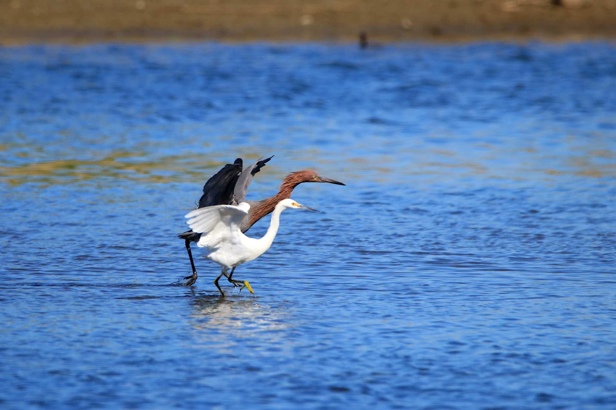 Reddish Egret