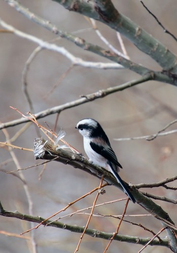 Long-tailed Tit Unknown Spots Fri, 2/22/2019