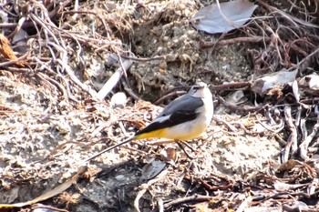 Grey Wagtail Unknown Spots Tue, 2/26/2019