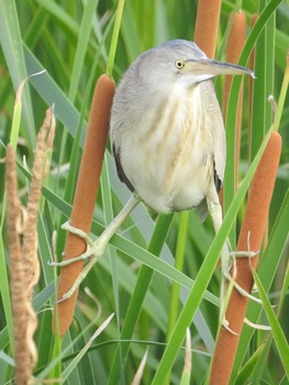 Yellow Bittern 愛媛県　新居浜市 Mon, 7/3/2017