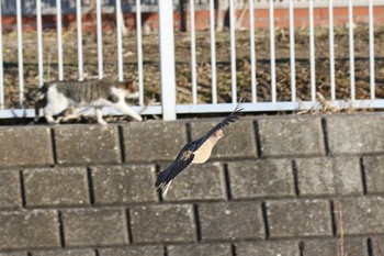 Common Pheasant 北海道　函館市　松倉川 Fri, 3/8/2019