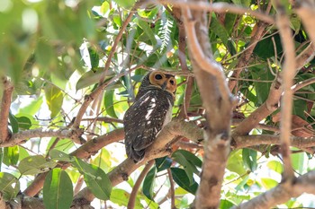 Spotted Wood Owl