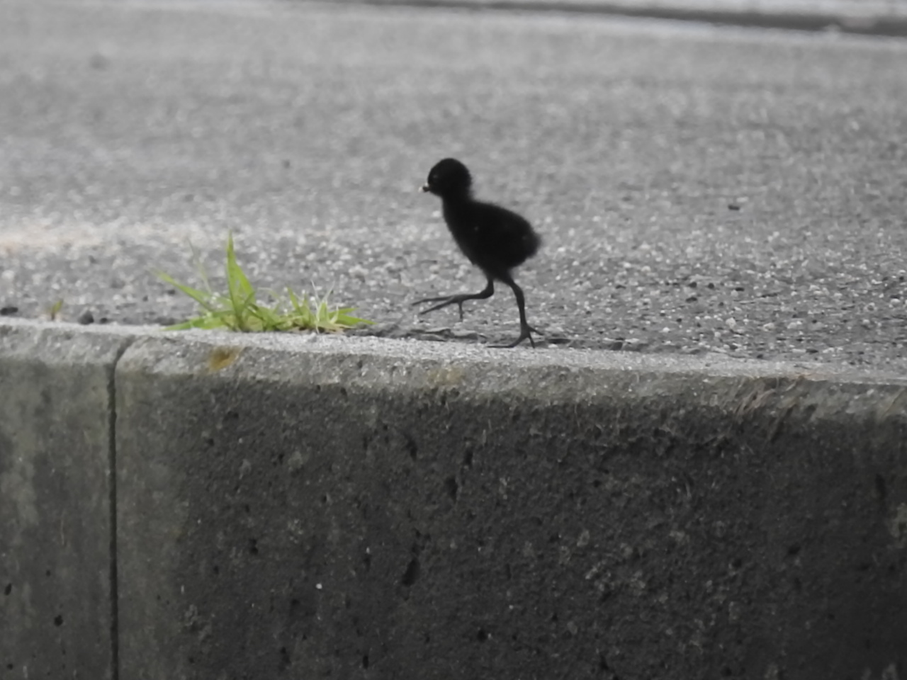 Photo of Ruddy-breasted Crake at 愛媛県　新居浜市 by でみこ