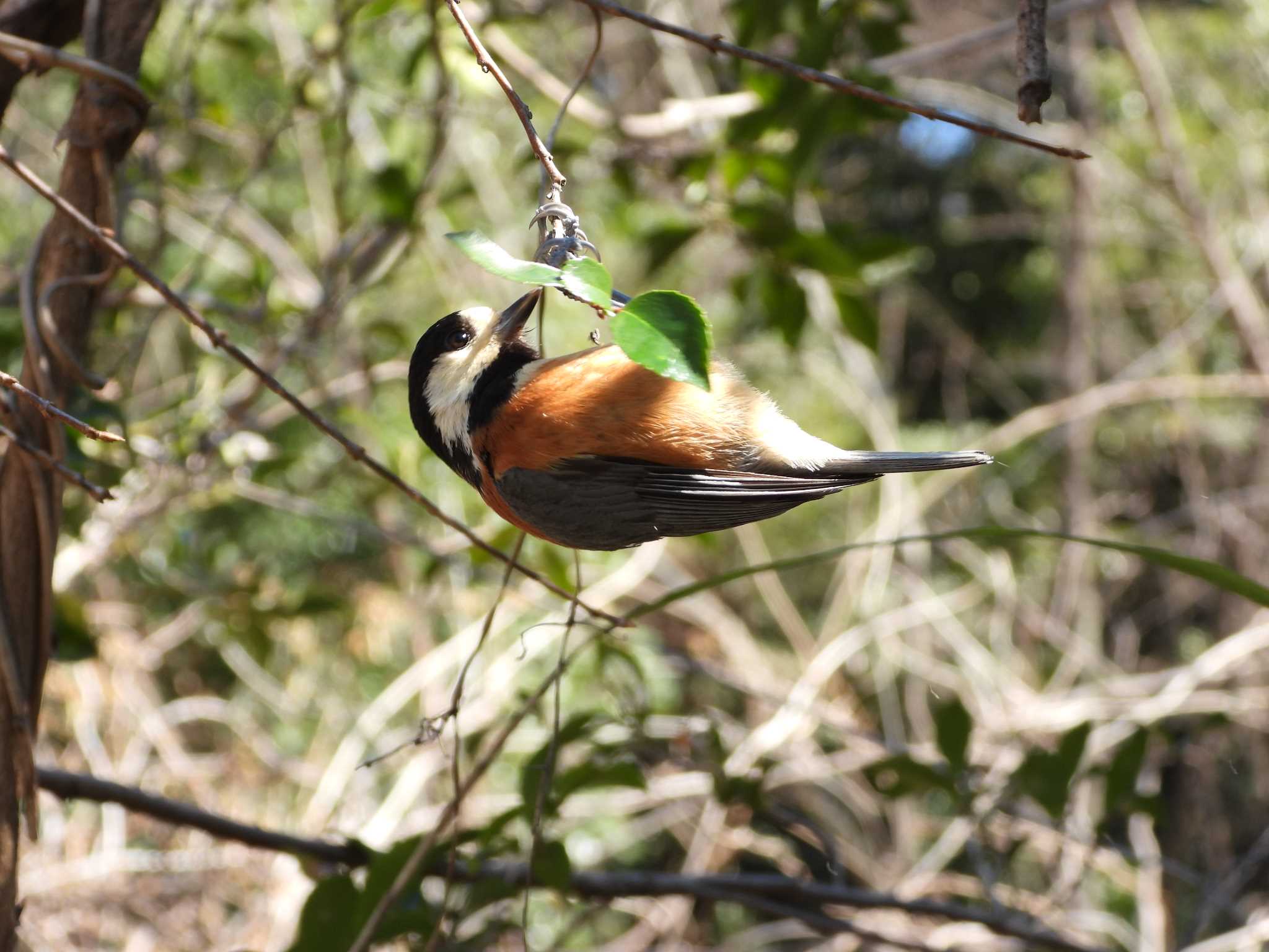 Photo of Varied Tit at 小幡緑地 by ひなそら