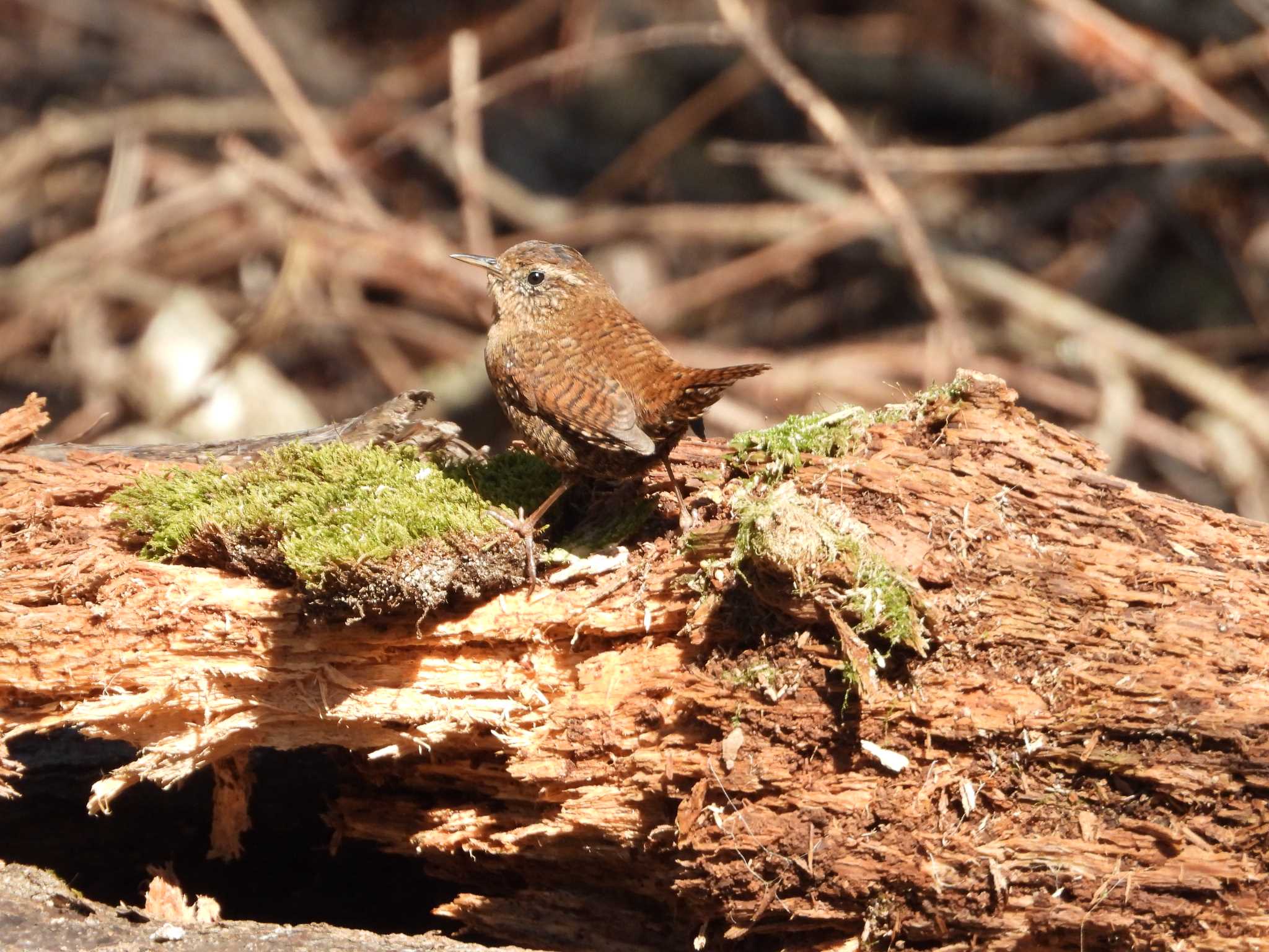 Photo of Eurasian Wren at 小幡緑地 by ひなそら