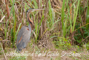 Purple Heron Ishigaki Island Fri, 3/8/2019