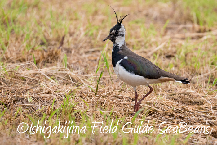 Photo of Northern Lapwing at Ishigaki Island by 石垣島バードウオッチングガイドSeaBeans