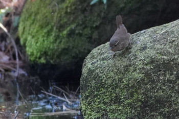 Eurasian Wren 東京都多摩地域 Fri, 3/8/2019