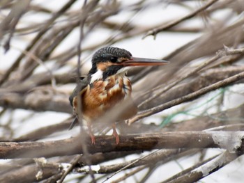 カワセミ 場所が不明 2019年3月6日(水)