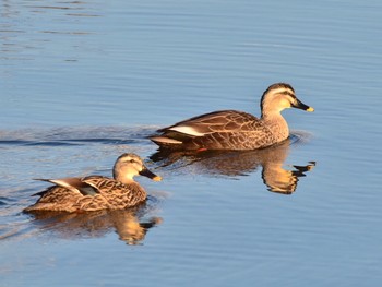 Sat, 3/9/2019 Birding report at 多摩川一ノ宮公園付近