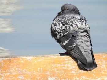 Rock Dove Ueno Park Sat, 3/9/2019