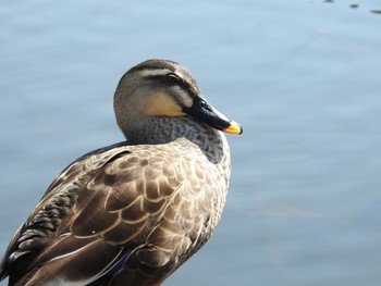 Eastern Spot-billed Duck Ueno Park Sat, 3/9/2019