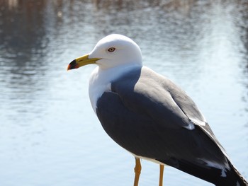 Black-tailed Gull Ueno Park Sat, 3/9/2019