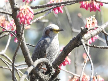 Brown-eared Bulbul Ueno Park Sat, 3/9/2019