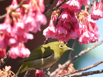 Warbling White-eye Ueno Park Sat, 3/9/2019