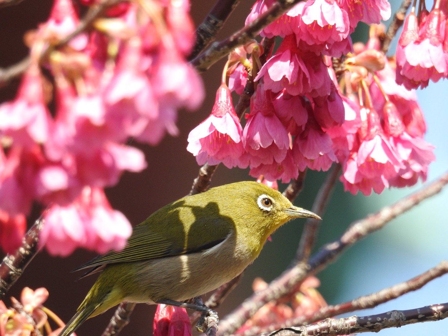 上野恩賜公園 メジロの写真 by せっしー