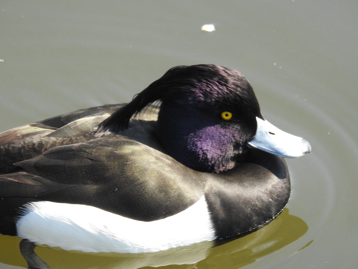 上野恩賜公園 キンクロハジロの写真 by せっしー