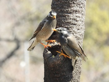 White-cheeked Starling Ueno Park Sat, 3/9/2019