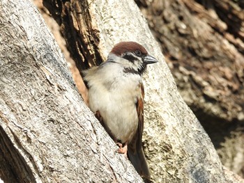 Eurasian Tree Sparrow Ueno Park Sat, 3/9/2019