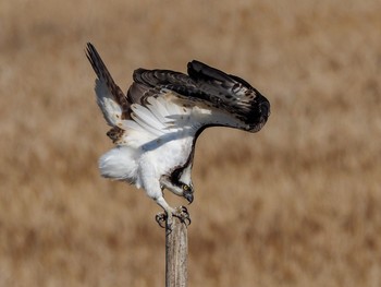 ミサゴ 大阪南港野鳥園 2019年3月9日(土)