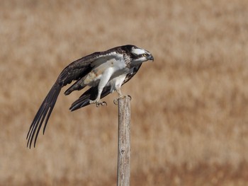 Osprey Unknown Spots Sat, 3/9/2019