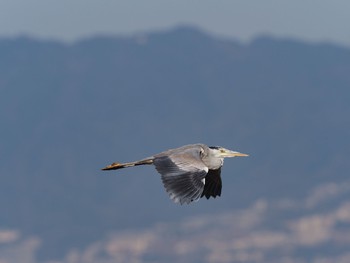 Grey Heron Osaka Nanko Bird Sanctuary Sat, 3/9/2019