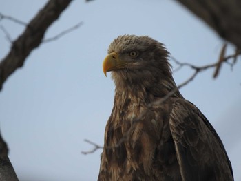 White-tailed Eagle 創成川緑地(札幌) Sat, 3/9/2019