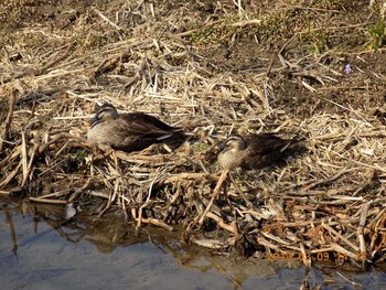 Eastern Spot-billed Duck 埼玉県鴻巣市吹上　元荒川 Sat, 3/9/2019