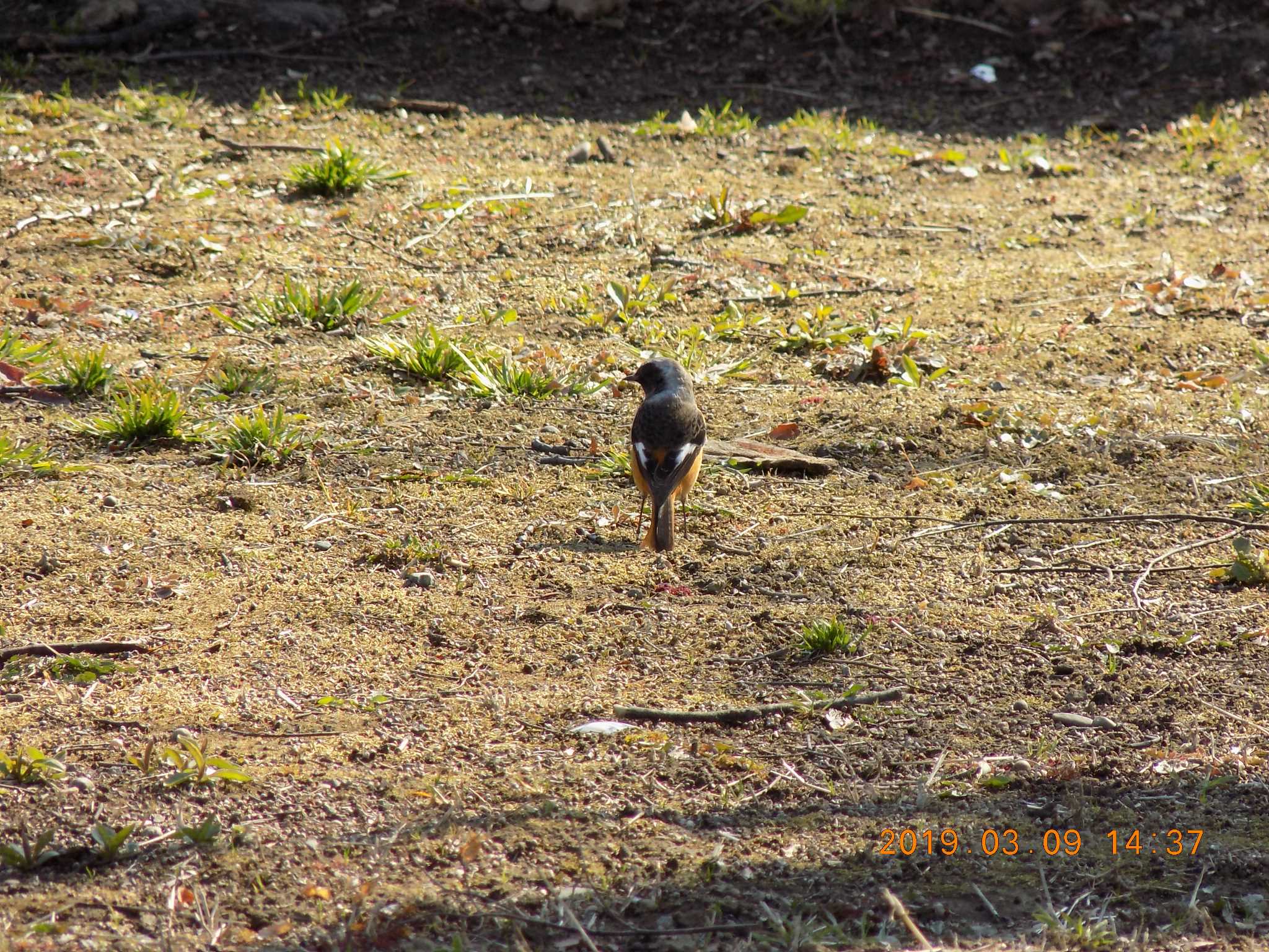 Photo of Daurian Redstart at 埼玉県鴻巣市吹上　元荒川 by 近所で鳥見