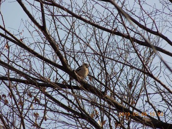 Hawfinch 埼玉県鴻巣市吹上　元荒川 Sat, 3/9/2019