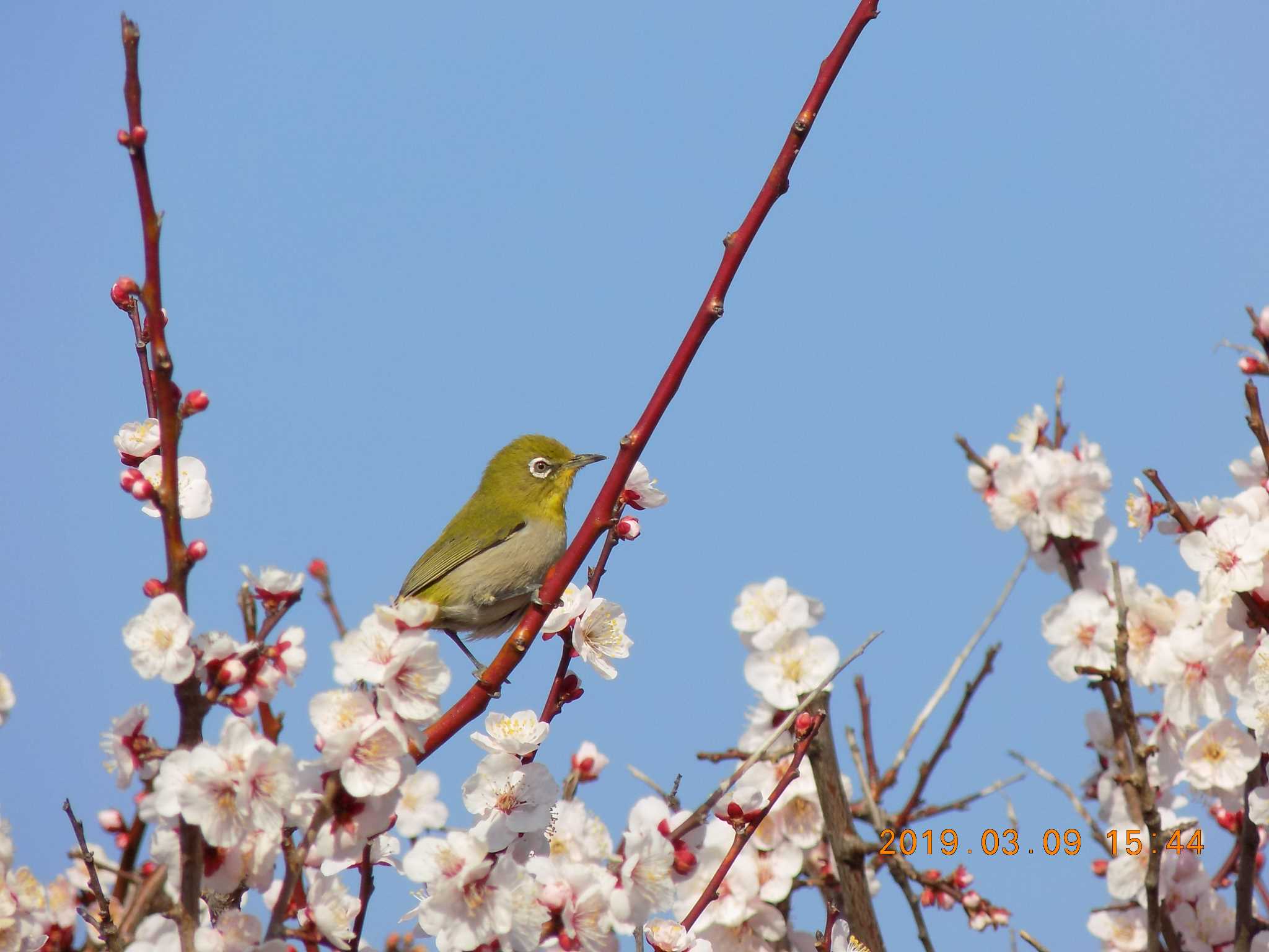 Photo of Warbling White-eye at 埼玉県鴻巣市吹上　元荒川 by 近所で鳥見