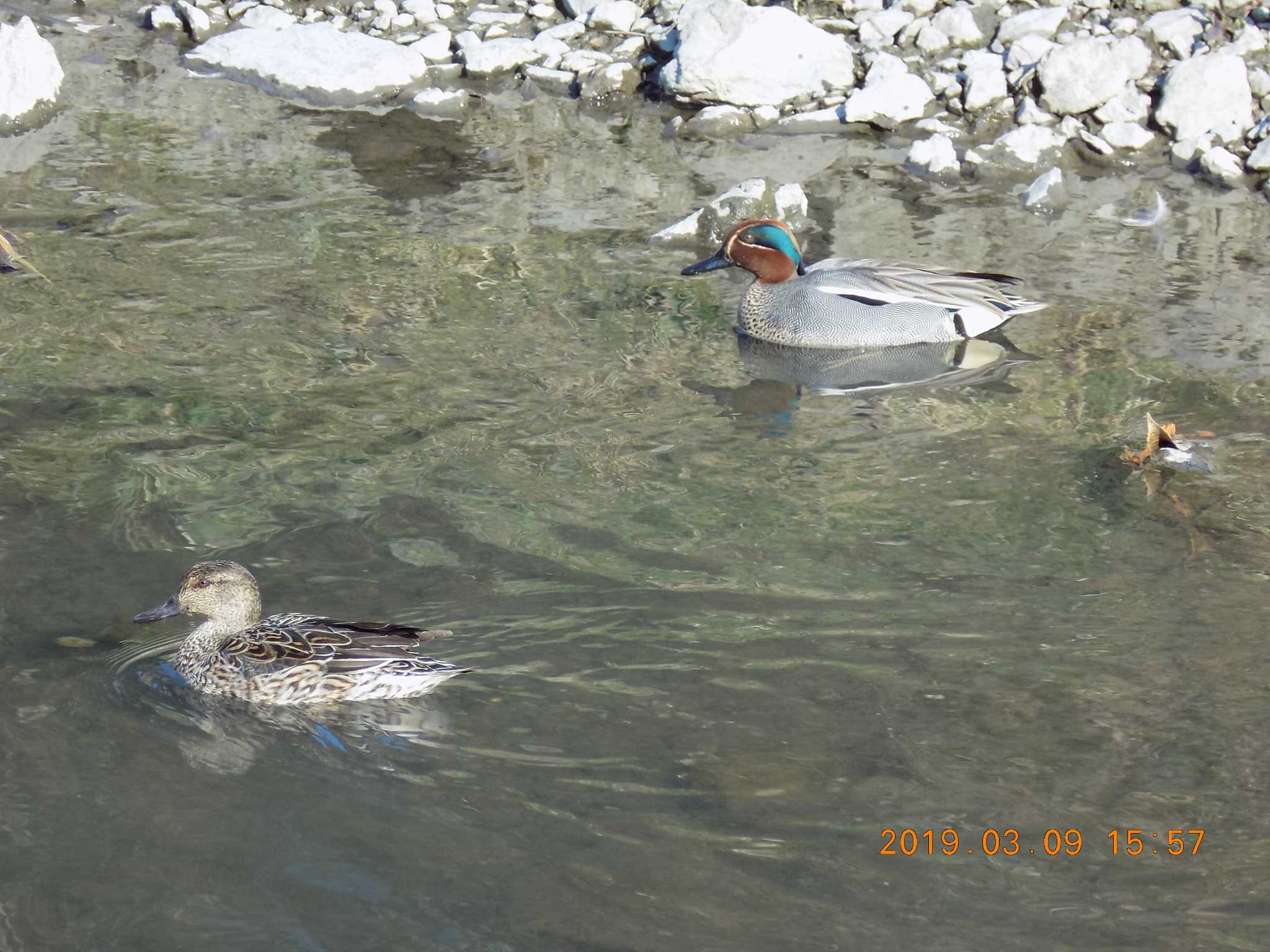 Photo of Eurasian Teal at 埼玉県鴻巣市吹上　元荒川 by 近所で鳥見