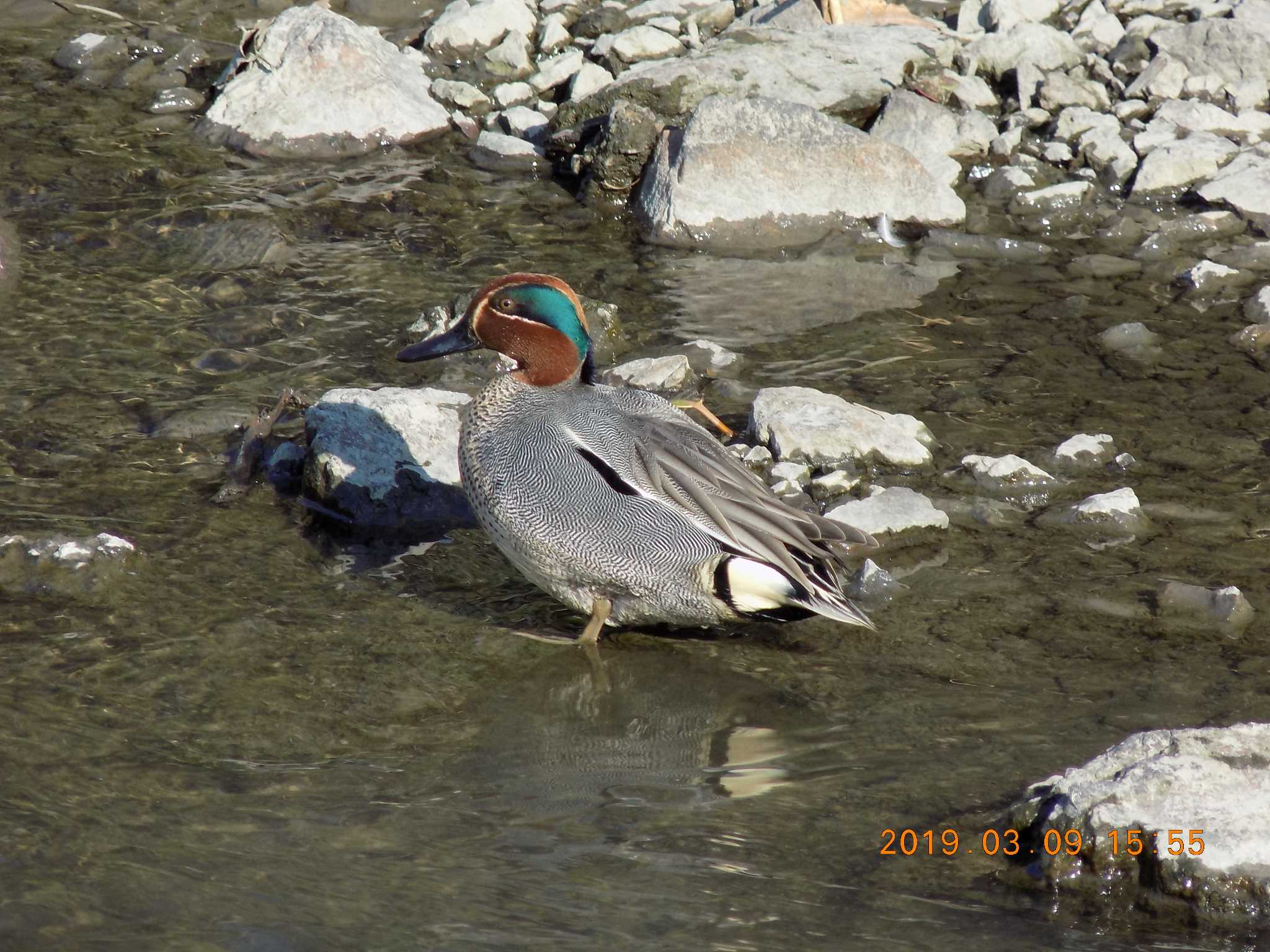 埼玉県鴻巣市吹上　元荒川 コガモの写真 by 近所で鳥見