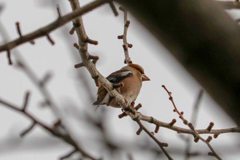 2019年3月7日(木) 三ツ池公園(横浜市鶴見区)の野鳥観察記録