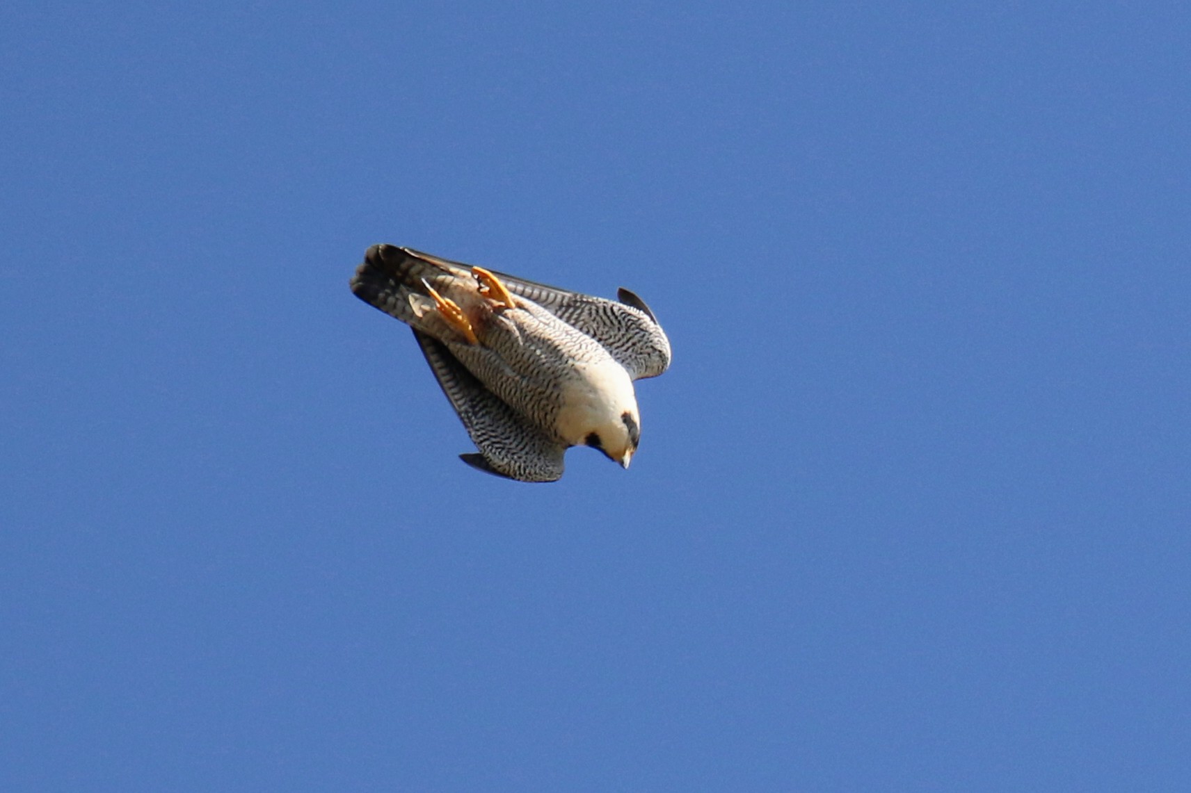 Photo of Peregrine Falcon at  by はやぶさくん