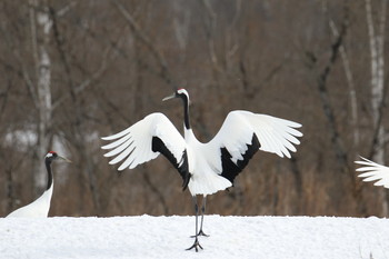 タンチョウ 阿寒国際ツルセンター 2019年2月20日(水)