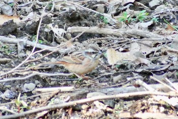 Meadow Bunting Unknown Spots Fri, 3/8/2019