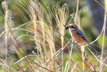 Bull-headed Shrike Unknown Spots Fri, 3/8/2019