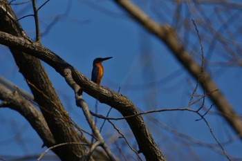 カワセミ 野川 2019年3月9日(土)