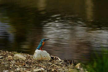 Common Kingfisher Nogawa Sat, 3/9/2019