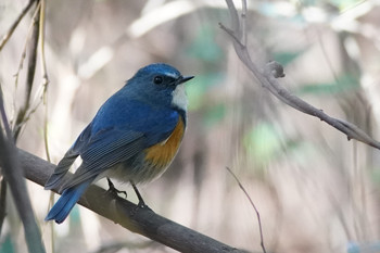 Red-flanked Bluetail 東京都多摩地域 Sat, 3/9/2019