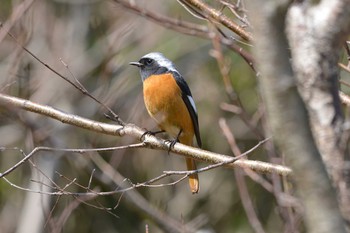 2019年3月7日(木) 加木屋緑地の野鳥観察記録