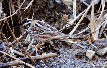 2019年3月9日(土) 多摩森林科学園の野鳥観察記録