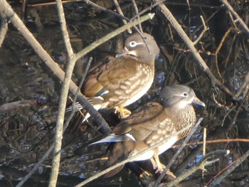 2019年3月9日(土) 奈良山公園の野鳥観察記録