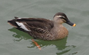 Eastern Spot-billed Duck 三木総合防災公園 Sun, 3/3/2019