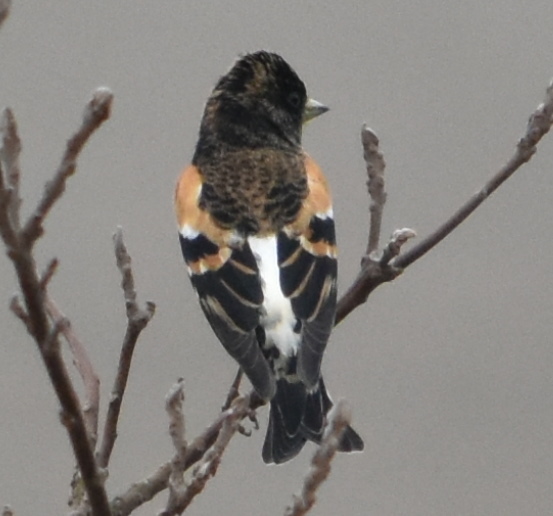 Photo of Brambling at 三木総合防災公園 by Shunsuke Hirakawa